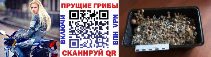 Галлюциногенные грибы GOLDEN TEACHER  Кушва 